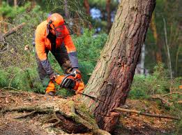 How Our Tree Care Process Works  in  Goleta, CA